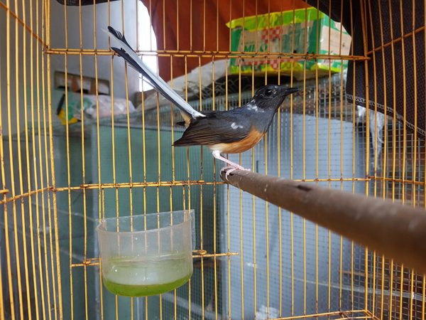 Khách hàng muốn mua đều phải đặt trước mới có hàng.