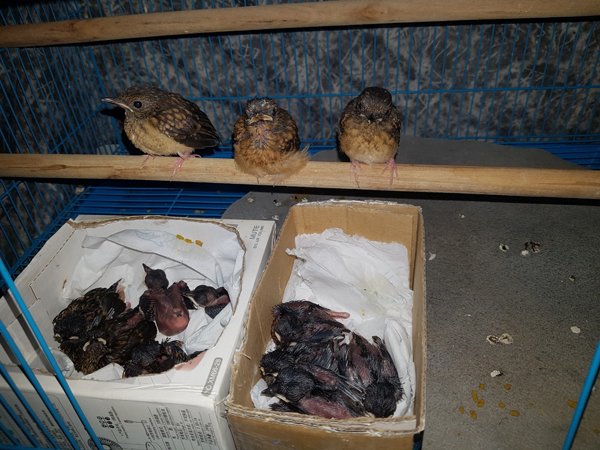 Anh cho biết khách hàng ở khắp các tỉnh thành trên cả nước đặt mua, anh thường xuyên gửi đi cho họ.