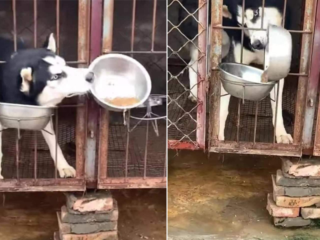 Bạn trẻ - Cuộc sống - Clip: Ngáo Husky "cướp đồ ăn" trắng trợn của chó săn Golden gây sốt