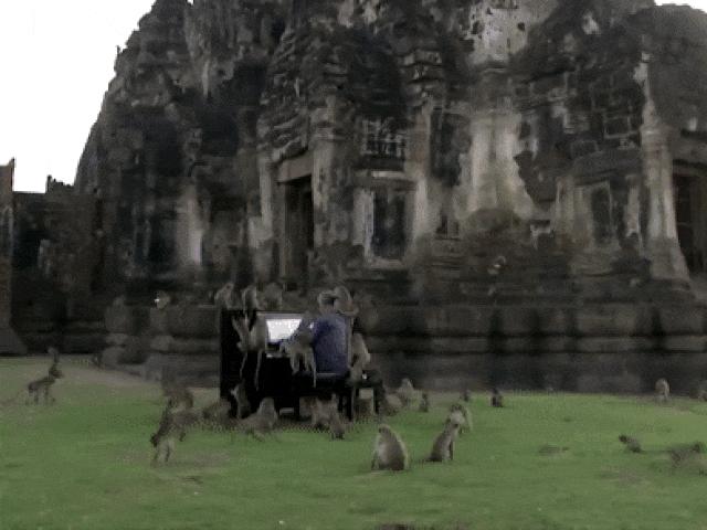 Media - Khỉ kéo đến xem nghệ sĩ chơi piano