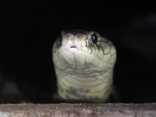 Kinh doanh - Nuôi loài cực độc, nông dân miền Tây bỏ túi 100 triệu/tháng