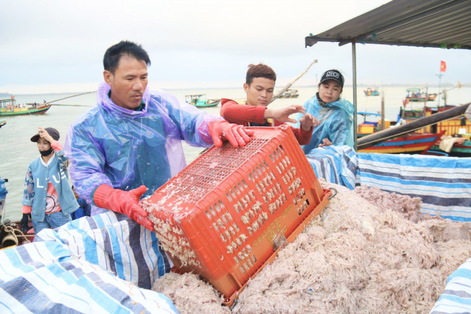 Bình quân mỗi chuyến thuyền trở về thu từ 2-3 tấn ruốc/thuyền