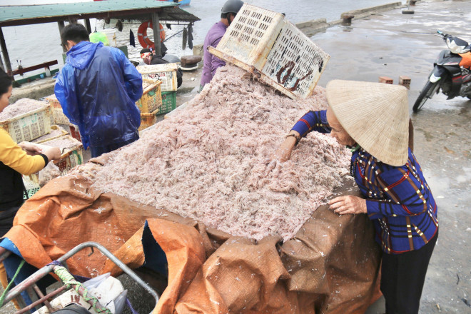 Ruốc biển được bán với giá từ 15-25 ngàn/kg