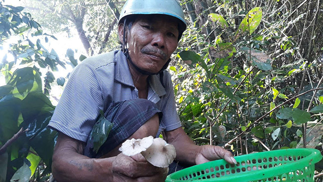 Nấm mối có vị ngon ngọt, giàu dinh dưỡng. Đây là món ăn ưa thích được đặt tiệc tại các nhà hàng. 
