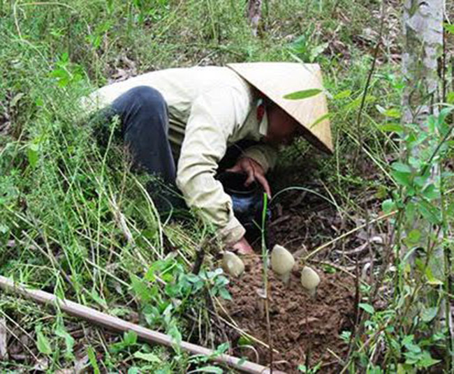 Nấm mối mọc rất kín đáo, phải tinh mắt mới thấy. Chúng tàn nhanh nên có người đi hái nấm trong đêm.
