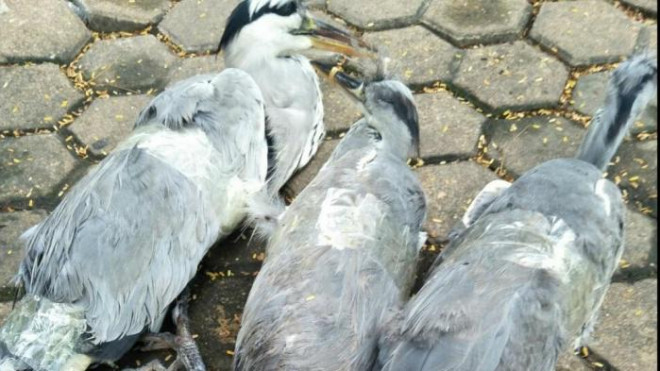 Những chú chim trời nằm chờ chết