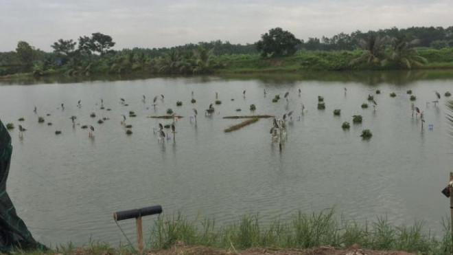 Bãi chim giả được dựng lên giữa đầm để bẫy chim thật
