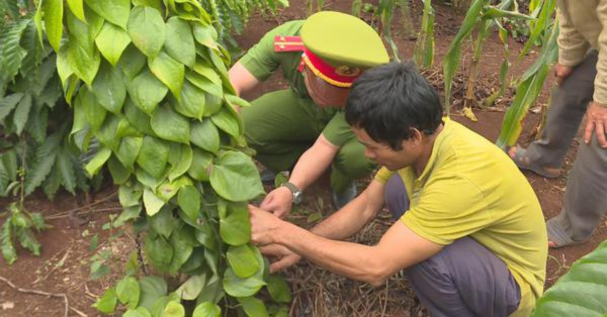Pháp luật - Bắt đối tượng chặt phá sầu riêng của người dân
