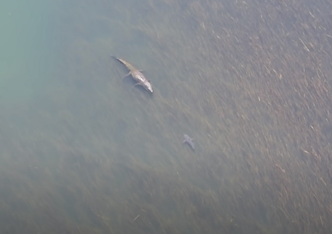 Khoảnh khắc cá sấu nước mặn chạm trán cá mập hung dữ.