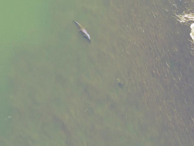 Phi thường - kỳ quặc - Khoảnh khắc hiếm hoi cá sấu khổng lồ chạm mặt cá mập hung dữ