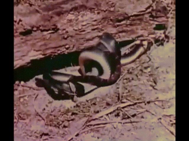 Phi thường - kỳ quặc - Video hiếm: "Rắn ba bước" tử chiến với rắn Mussurama và cái kết "lạnh gáy"