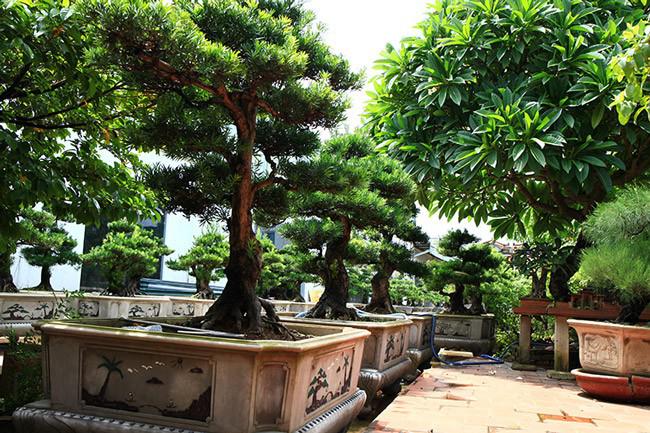 Vườn cây cảnh bonsai khiến nhiều người trầm trồ khen ngợi. Ảnh: Dân Việt.