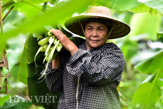 Khi hái cũng phải chọn những lá có màu xanh, không dập nát, bản to. Khoảng 20-25 ngày hái được một lứa.
