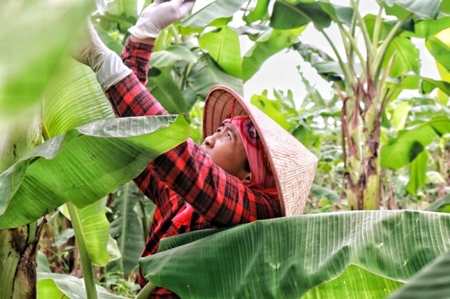 Sau đó dùng dao để rọc 2 bên,&nbsp;loại bỏ phần cuống ở giữa đòi hỏi sự khéo léo.
