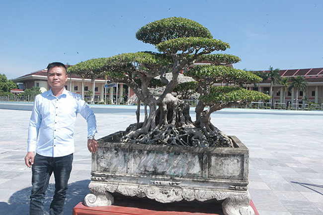 Cây sanh cổ có tên “Đài sen” của anh Lưu Quang Hưởng (Từ Sơn, Bắc Ninh) được giới chơi cây đánh giá rất cao về độ nghệ thuật, độ già cũng như giá trị kinh tế.
