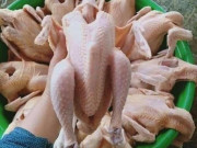 Thị trường - Tiêu dùng - Bất ngờ đặc sản “gà đồi Ba Vì” giá chỉ 80.000 đồng/con đã làm sạch?
