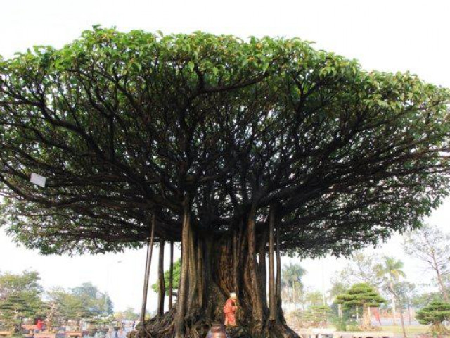 Thị trường - Tiêu dùng - Mãn nhãn sanh cổ “Nhất tọa kinh thiên“ định giá lên đến 11 tỷ đồng