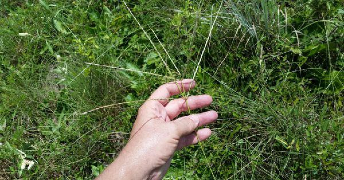 Sức khỏe đời sống - Loài cây nhổ không sạch, phun thuốc sâu không hết lại là thuốc quý để sáng mắt, sạch phổi