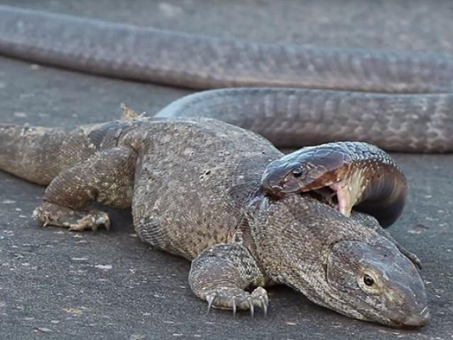 Media - Rắn hổ mang đại chiến kỳ nhông ngay trên đường