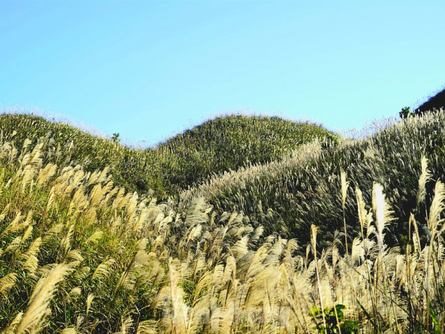 Du lịch - Check in 'cháy máy' mùa cỏ lau Bình Liêu đẹp ngất ngây