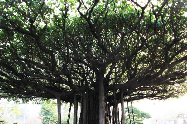 Cây sanh cổ này là cây gia truyền nhiều đời của gia đình ông, tính đến nay đã gần 200 năm tuổi.