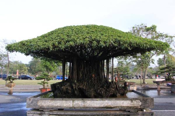 Cây sanh cổ ngót 200 năm tuổi có chiều cao khoảng 3 mét, tán rộng hơn 5 mét. Ảnh: Dân Việt.