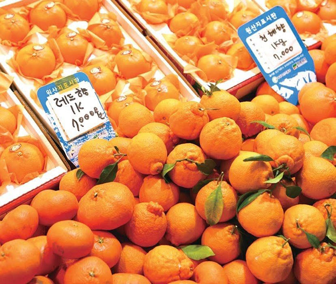 Quýt hallabong – đặc sản của đảo Jeju