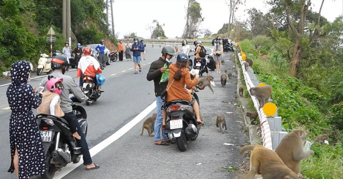 Tin tức trong ngày - Lúng túng xử lý người 'làm hư' khỉ hoang dã ở Sơn Trà
