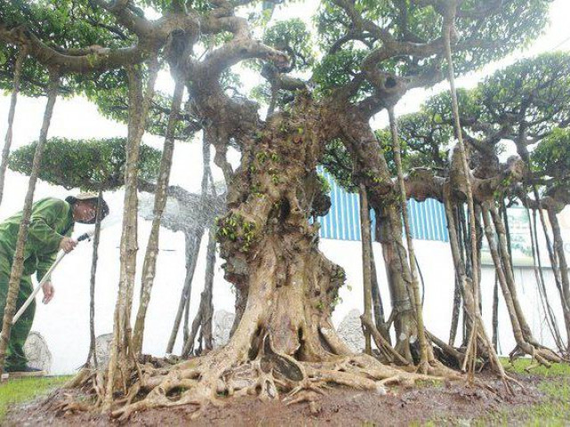 Thị trường - Tiêu dùng - Ngỡ ngàng ngắm bộ ba cây cảnh được "hét giá" hơn 1 triệu USD