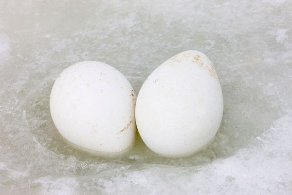 Trứng chim cánh cụt thường to hơn trứng gà thường từ 2,3 lần.