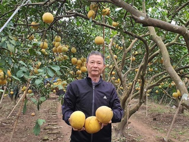 Thị trường - Tiêu dùng - "Bưởi Diễn" đặc sản Hà Nội được rao bán chỉ 2.000 đồng/quả