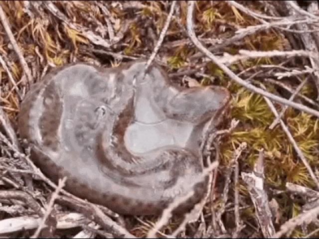 Media - Giây phút loài rắn độc tại Anh Quốc "cất tiếng khóc" chào đời