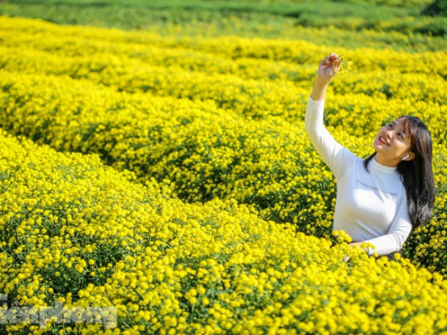 Du lịch - Ngất ngây cánh đồng Cúc tiến vua vàng rực gần Hà Nội