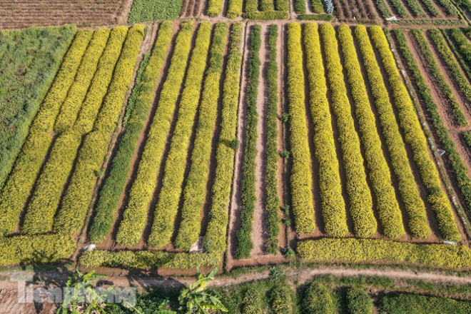 Các cánh đồng hoa cúc chi tại xã Tân Quang (huyện Văn Lâm, Hưng Yên) bắt đầu nở rộ, nhuộm màu vàng ươm, chờ chuẩn bị thu hoạch.