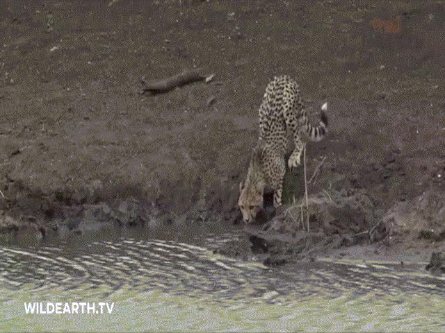 Phi thường - kỳ quặc - Video: Đang uống nước, báo săn bị cá sấu "khóa cổ" trong chớp mắt