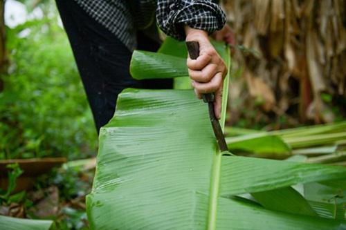 Tại Việt Nam, lá chuối thường được cắt cung cấp cho các cửa hàng lám bánh, giò chả với giá từ 10.000- 15.000 đồng/kg tùy chất lượng, hình thức lá.