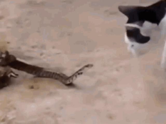 Media - Bị ếch khổng lồ "ăn tươi nuốt sống", rắn vẫn hung hăng phản đòn mèo