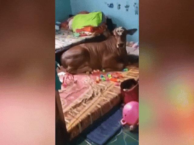 Media - Được chiều chuộng như thú cưng, bò ngủ trên giường của chủ