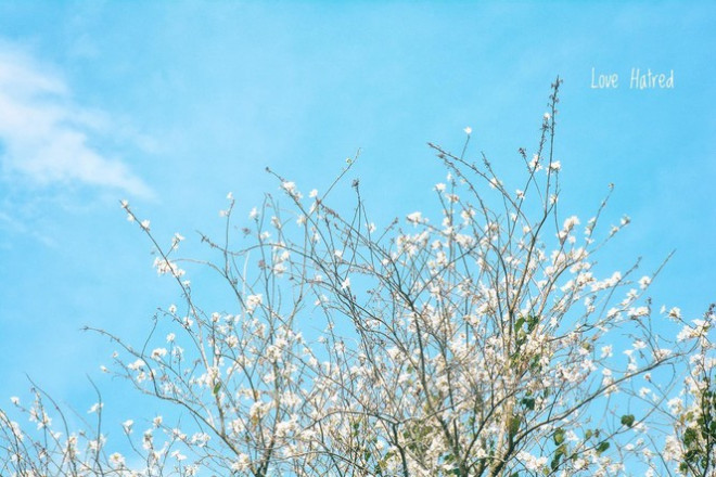 Hoa ban trắng nổi lên một sắc trắng tinh khôi trong một vùng trời ở Đà Lạt. (Ảnh: Hương Võ)