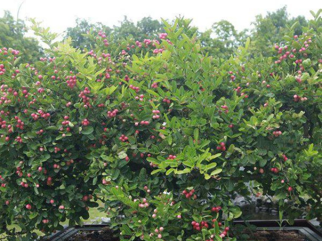 Thị trường - Tiêu dùng - Mãn nhãn dàn sơ ri bonsai nặng trĩu quả của “tướng cướp hoàn lương”