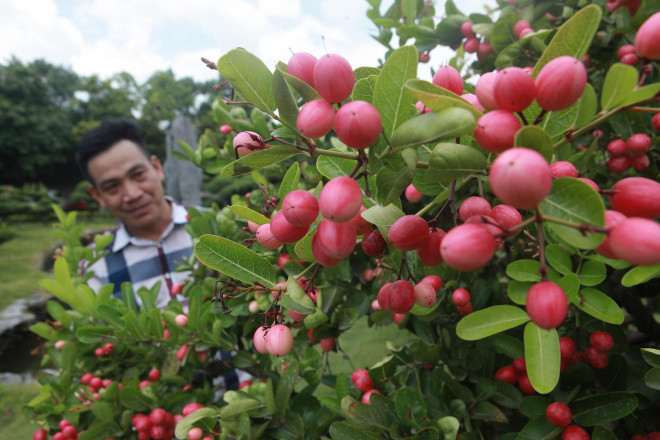 Cây sơ ri có giá hàng trăm triệu trong vườn cây cảnh nhà "tướng cướp hoàn lương”.