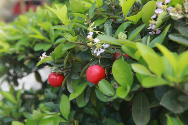 Cây sơ ri bonsai làm cảnh trong nhà hay trưng bày trang trí phòng làm việc, làm quà tặng và khá được yêu thích.