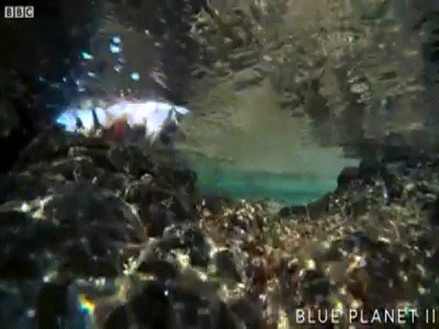 Video: Cua biển thoát chết "trong gang tấc" khi đối đầu với "sát thủ" đại dương