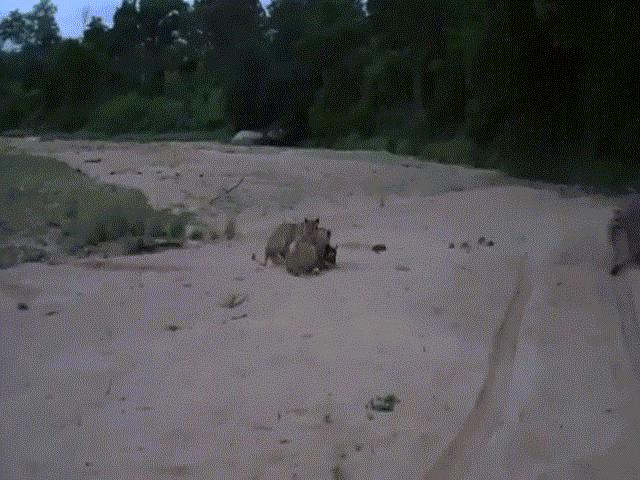 Phi thường - kỳ quặc - Video: Bị bầy sư tử vây hãm, ngựa vằn mẹ tung cú đá hậu cứu con