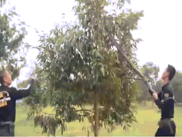 Video: Dân làng nháo nhác truy lùng rắn hổ mang "khủng" trốn trên cây sầu riêng