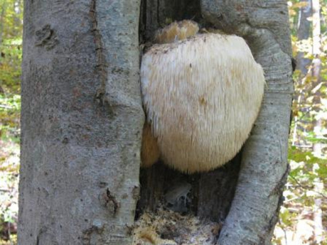 Ẩm thực - Không nghĩ "cục lông" mọc trên cây lại là món ngon quý hiếm, rất ít người được thưởng thức