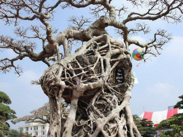 Thị trường - Tiêu dùng - Kiệt tác sanh cổ mọc trên đá gây "chấn động" giới chơi cây cảnh