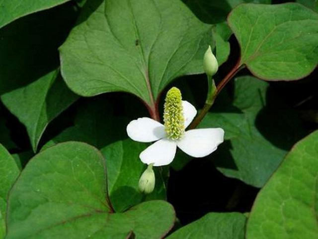 Sức khỏe đời sống - Loại rau "tanh ngòm" ngày trước chỉ để cho lợn ăn không ngờ là bài thuốc quý như vàng