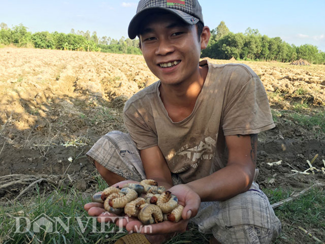 Người dân bán cho nhà hàng, quán nhậu với giá 150.000-300.000 đồng/kg sùng sống, sùng càng tươi càng được giá.
