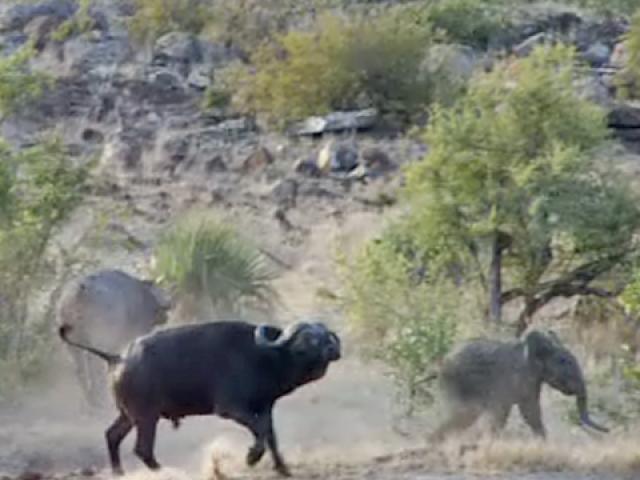 Media - Voi con thoát khỏi "lưỡi hái tử thần" của bầy sư tử nhờ đàn trâu rừng dũng cảm